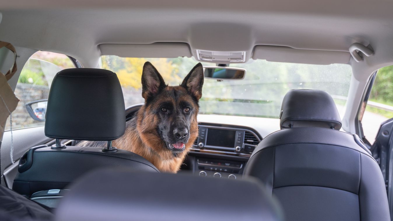 Életmentő fényjelzésekkel mentette meg gazdája életét egy kutya