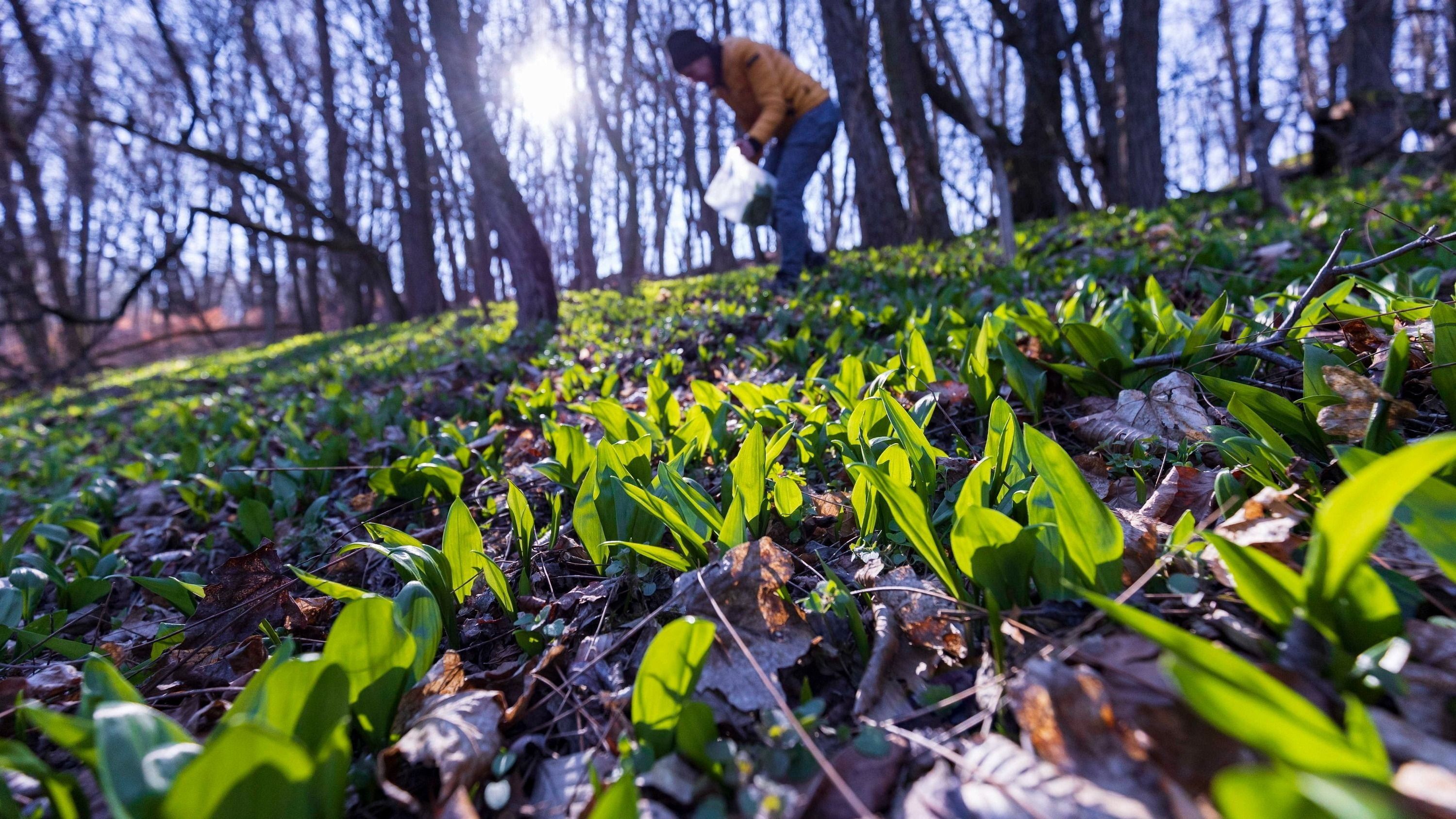 Nyolc helyszínen kínál programokat az idei Medvehagyma fesztivál Orfűn