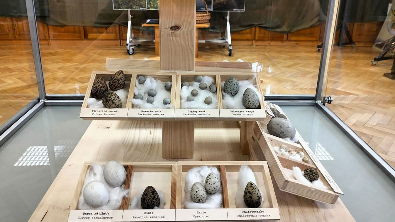 Tojástárlat Szarvason