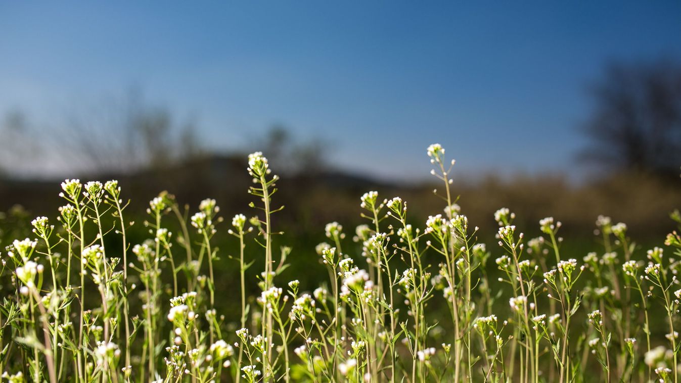 Csodanövény úton-útfélen
