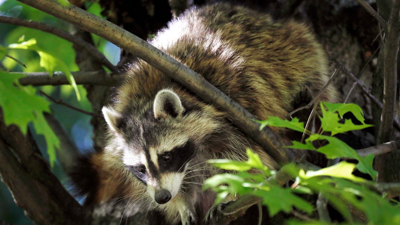 Mosómedvék érkeztek a Szegedi Vadasparkba