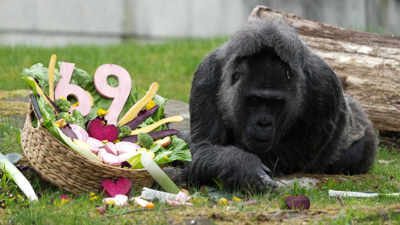 69 éves a világ legidősebb, fogságban élő gorillája