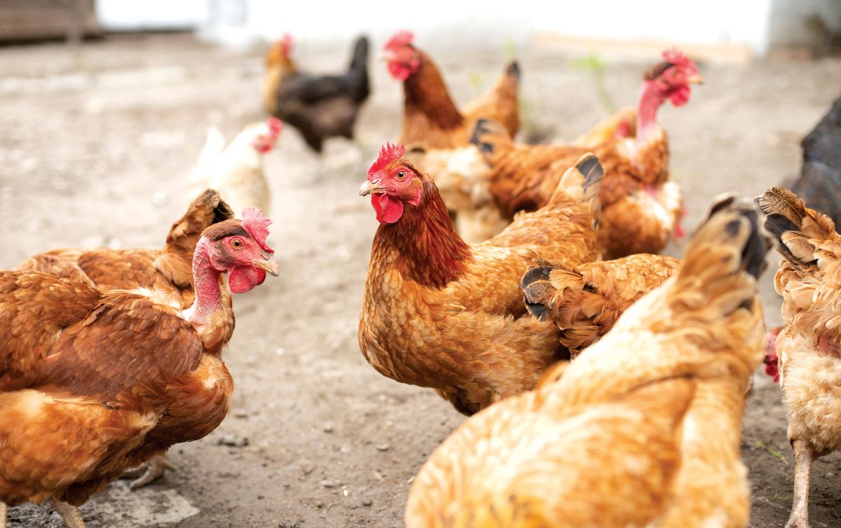 Chickens,On,Traditional,Free,Range,Poultry,Farm,In,Hungary