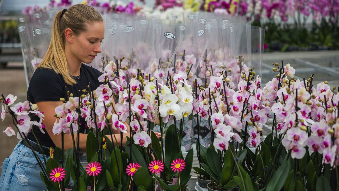Orchideák gazdasága