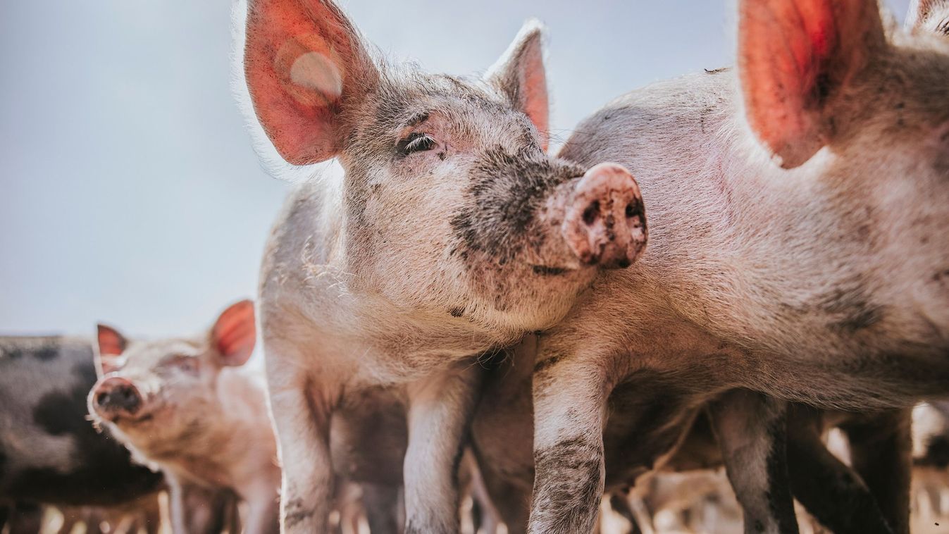Mit tesz az erős forint?