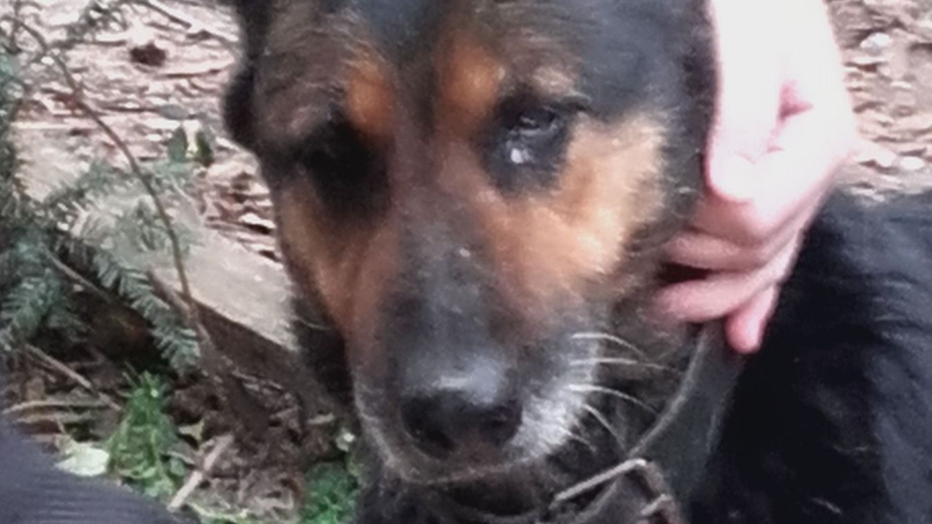 Rozsdás, a&nbsp;cigány kutya