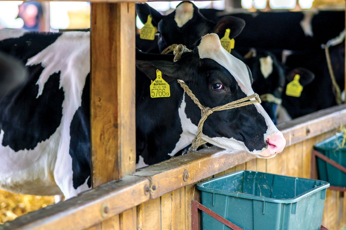 Hodmezovasarhely,,Hungary,May,06,,2022,Close,Up,View,Of,A