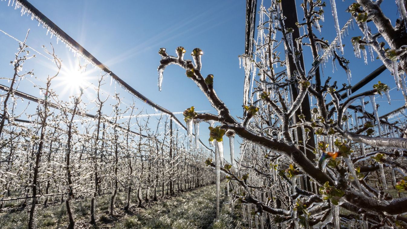 Ismét tarolt a tavaszi fagy