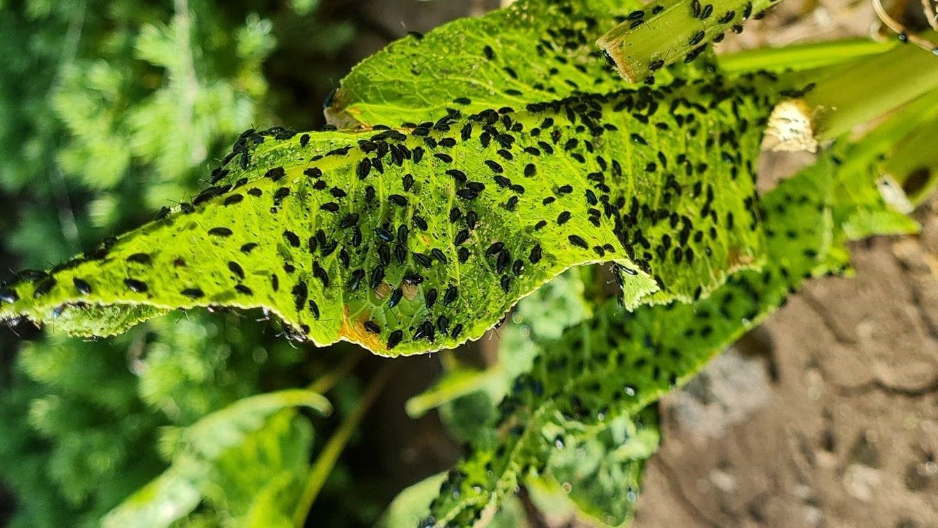 Földibolhák ideje közelít