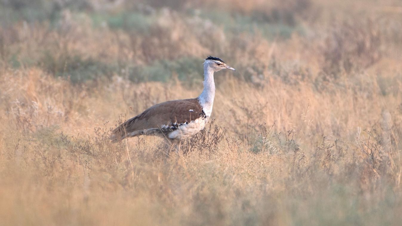 Indiai túzok (Fotó: Shutterstock)
