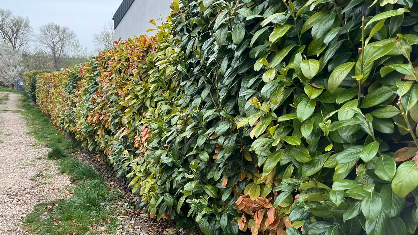 Óvodát a&nbsp;tulipánnak!