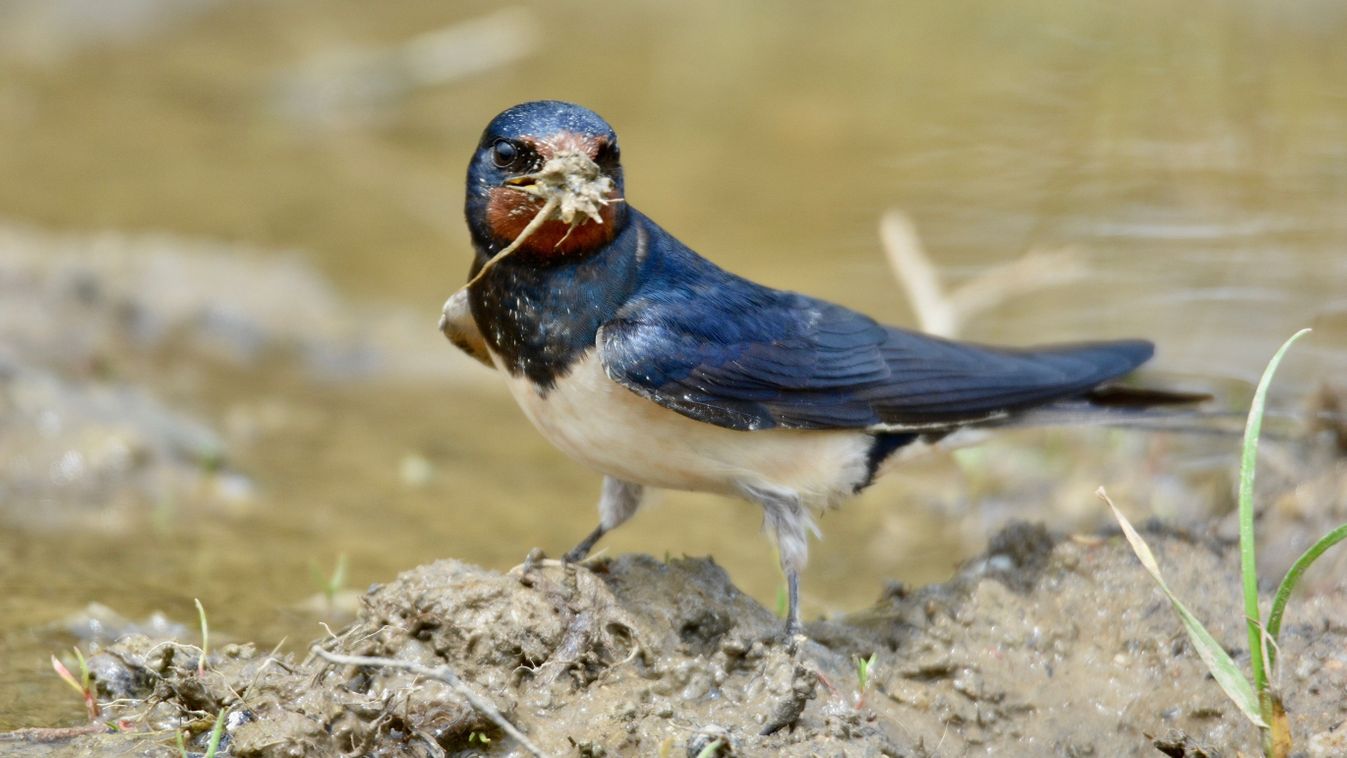 Praktikák, amelyekkel segíthetjük a fecskék fészeképítését