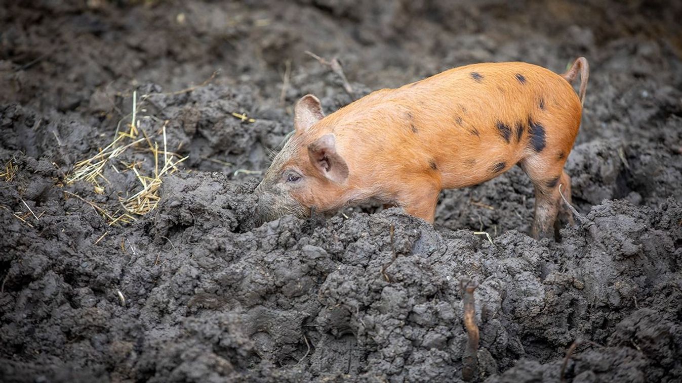 Töfi, a&nbsp;barátom