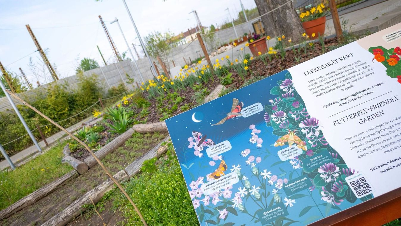 Beporzóbarát kerttel bővült a budapesti Állatkert növénykerti része