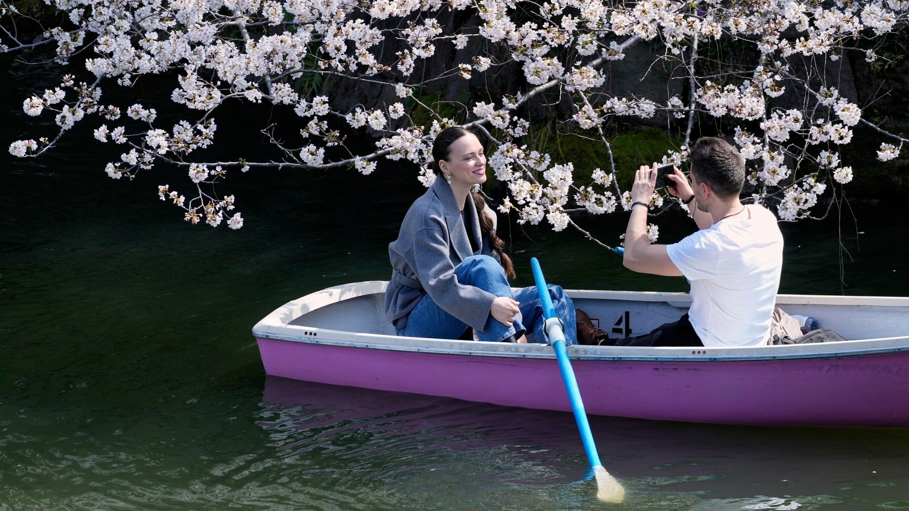 A cseresznyefa-virágzást köszöntik a szegedi füvészkertben