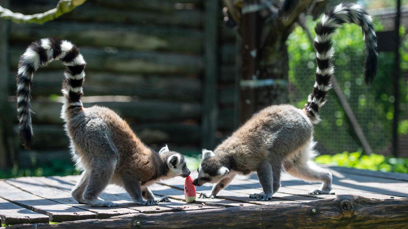 Gyűrűsfarkú maki ikrek születtek a nagykőrösi szafari parkban