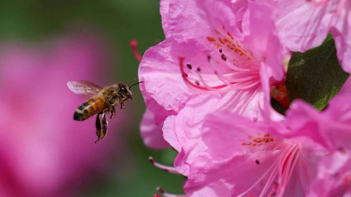 Veszélyes fertőzés ütötte fel a fejét Tiszaföldváron, gyorsan terjed, és nincs rá gyógymód