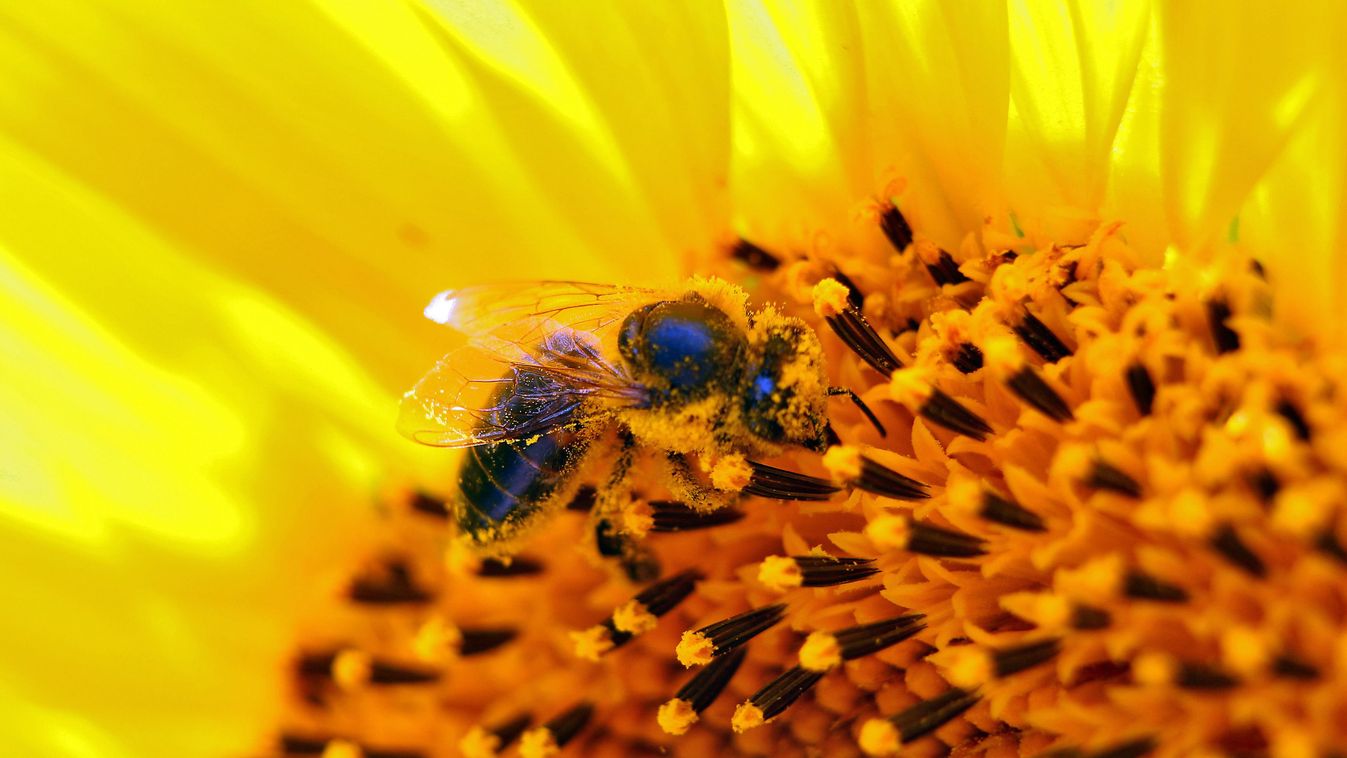 Zsongó-bongó méhsereg
