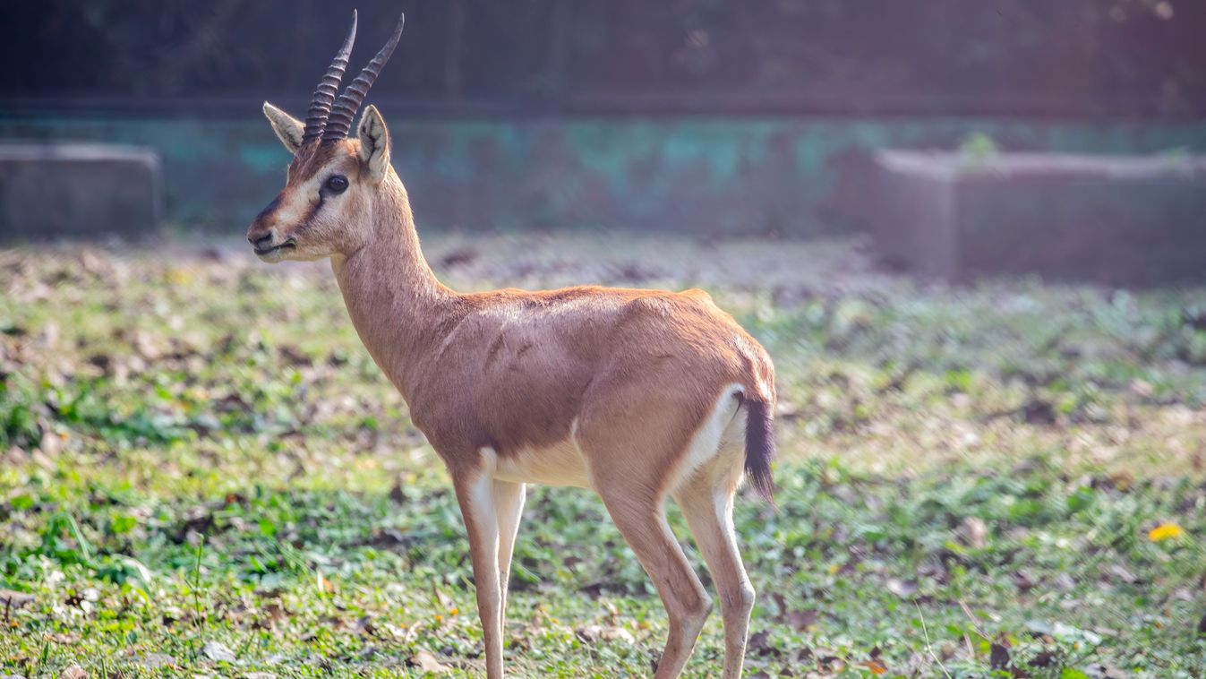 Gyilkos lövés a bécsi állatkertben