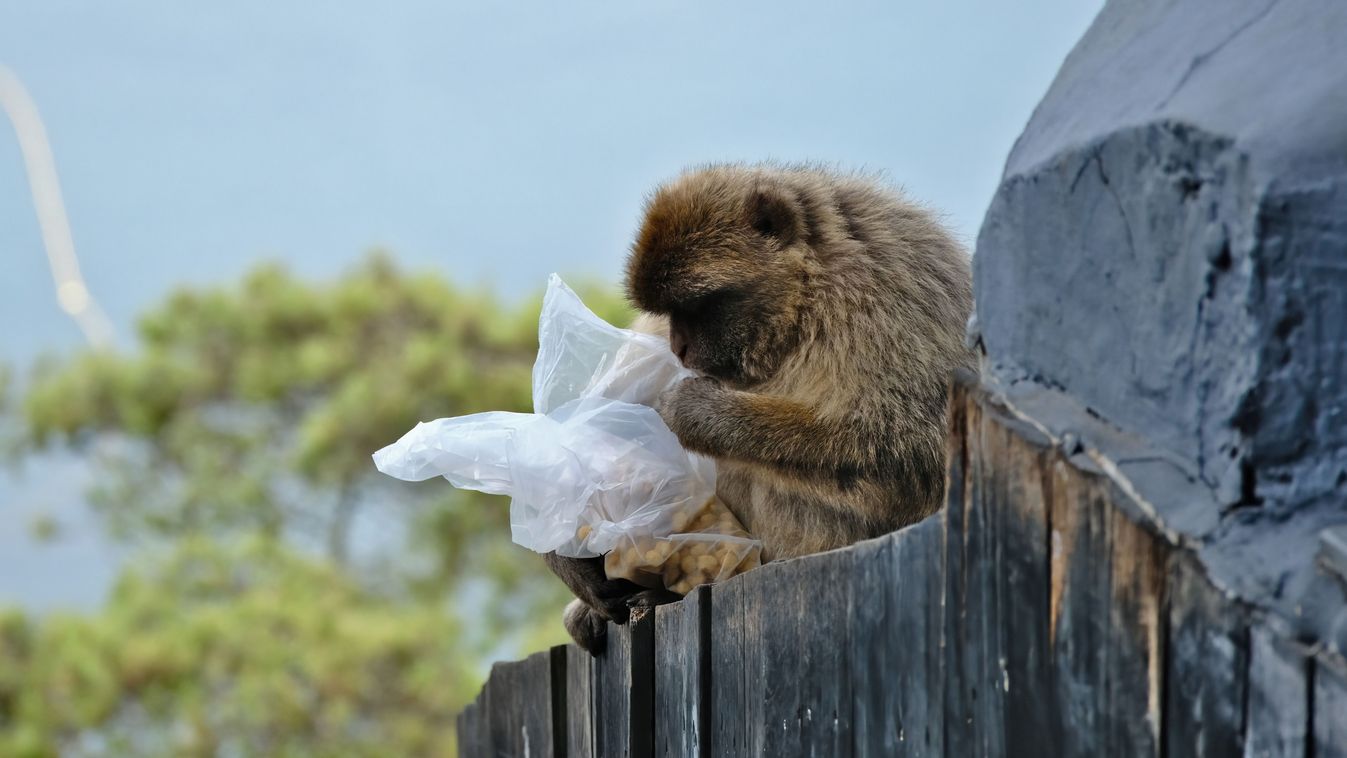 Miért esznek földet a gibraltári makákók?