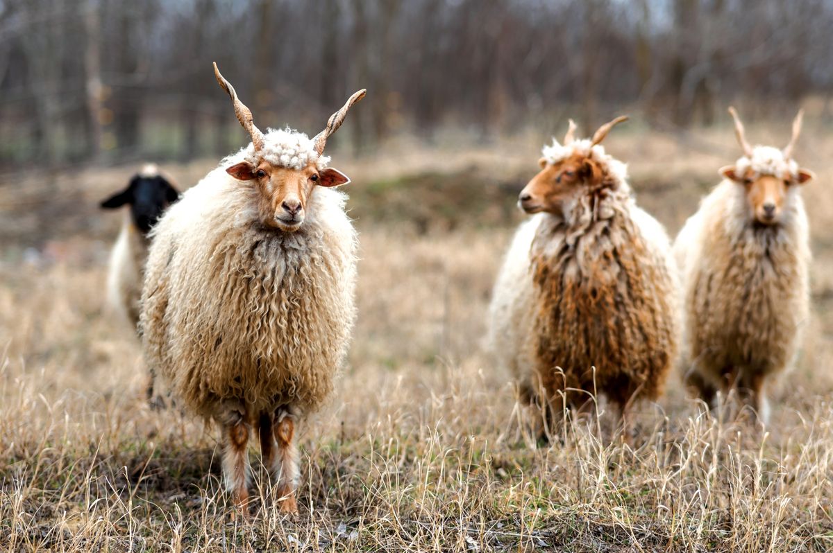 Hungarian,Racka,Sheeps,On,The,Field,During,Wintertime