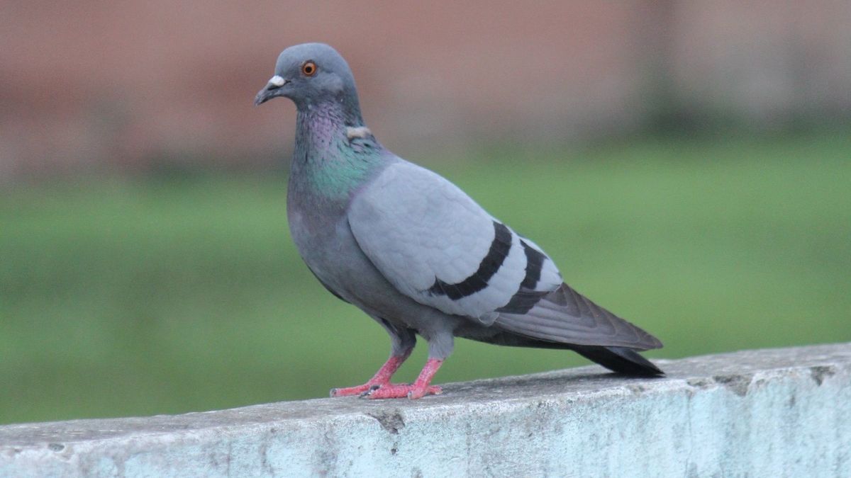 Hihetetlen kreativitás: súlyos következményei lehetnek a városi madarak találékonyságának