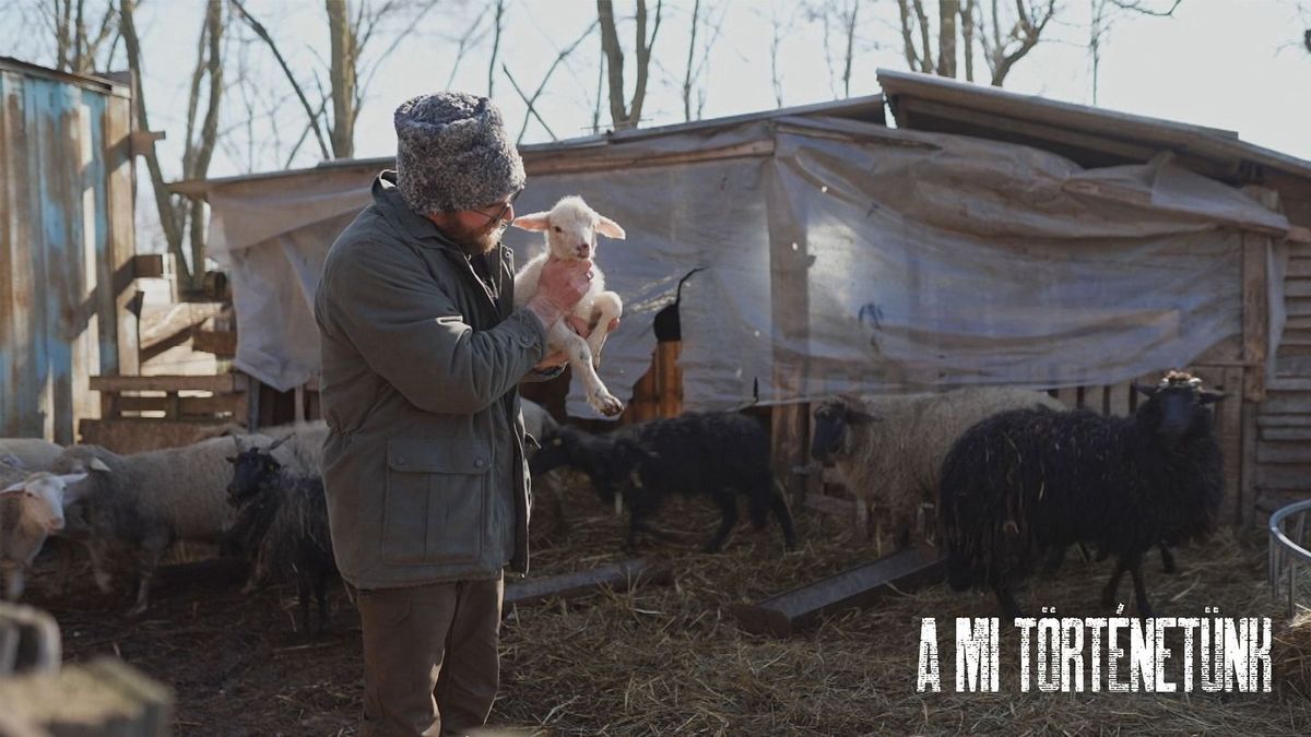 Kinek való a birkanyírás, és kinek nem? – a válaszért Ceglédig kell utaznunk