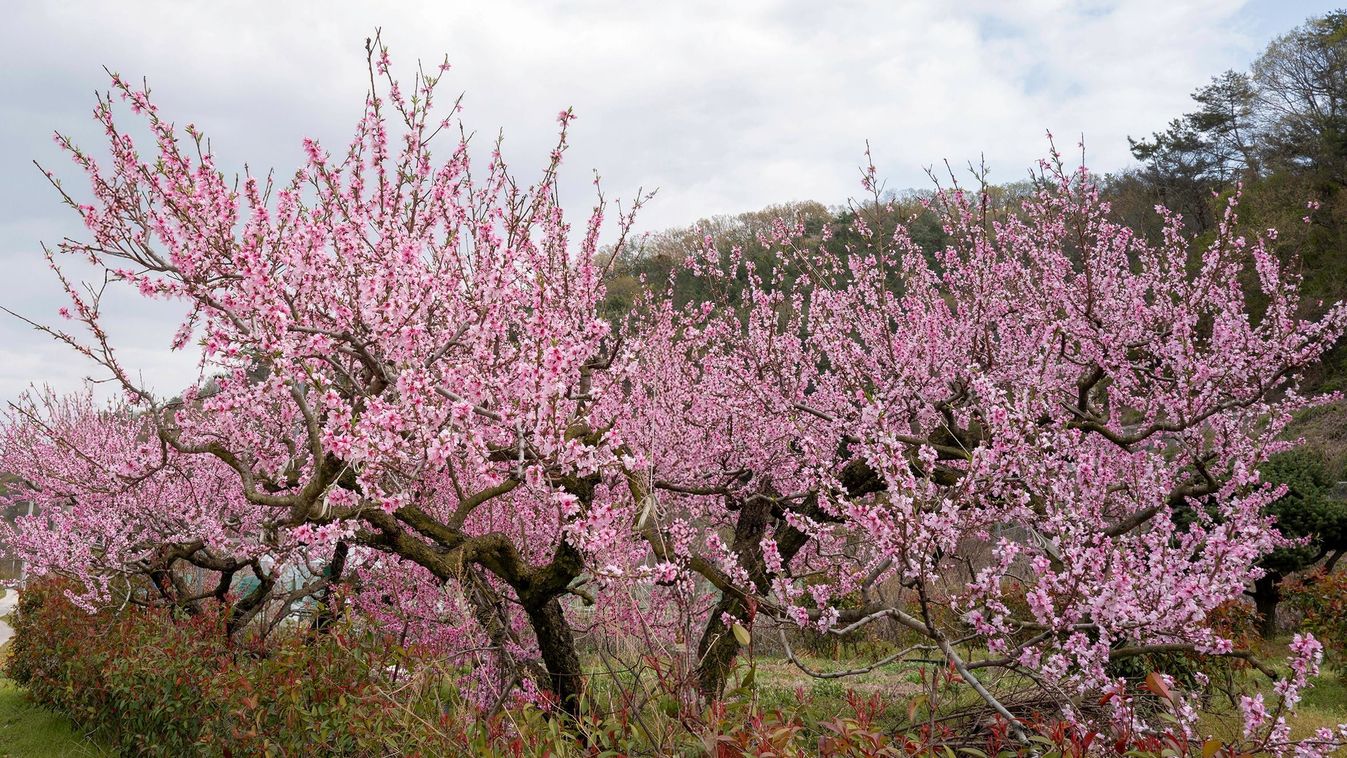Jól is jött meg nem is
