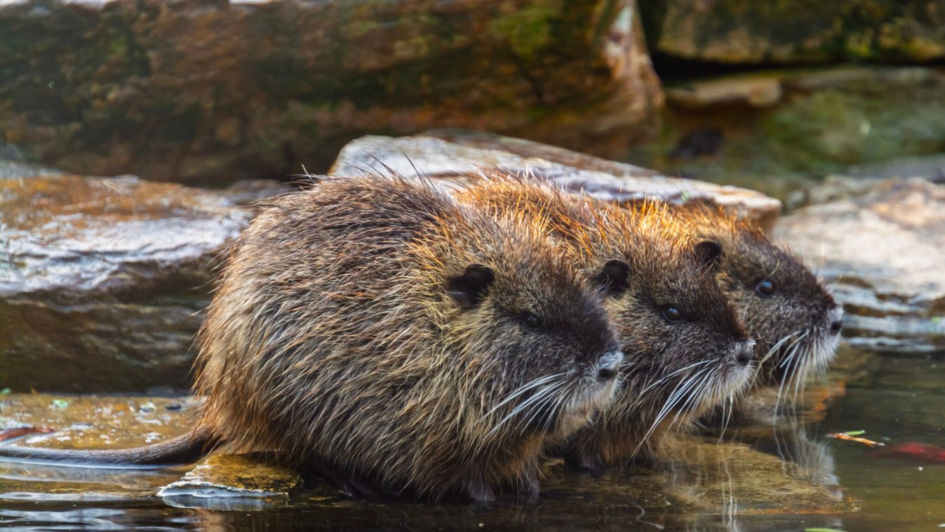 Ócsa környékén befogott nutriák érkeztek a Szegedi Vadasparkba