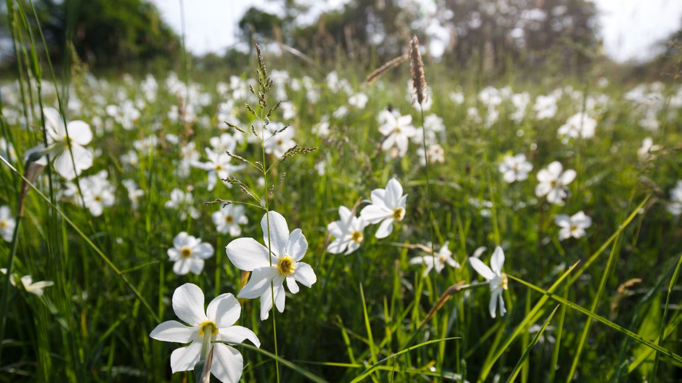 Nárcisznapot tartanak Babócsán