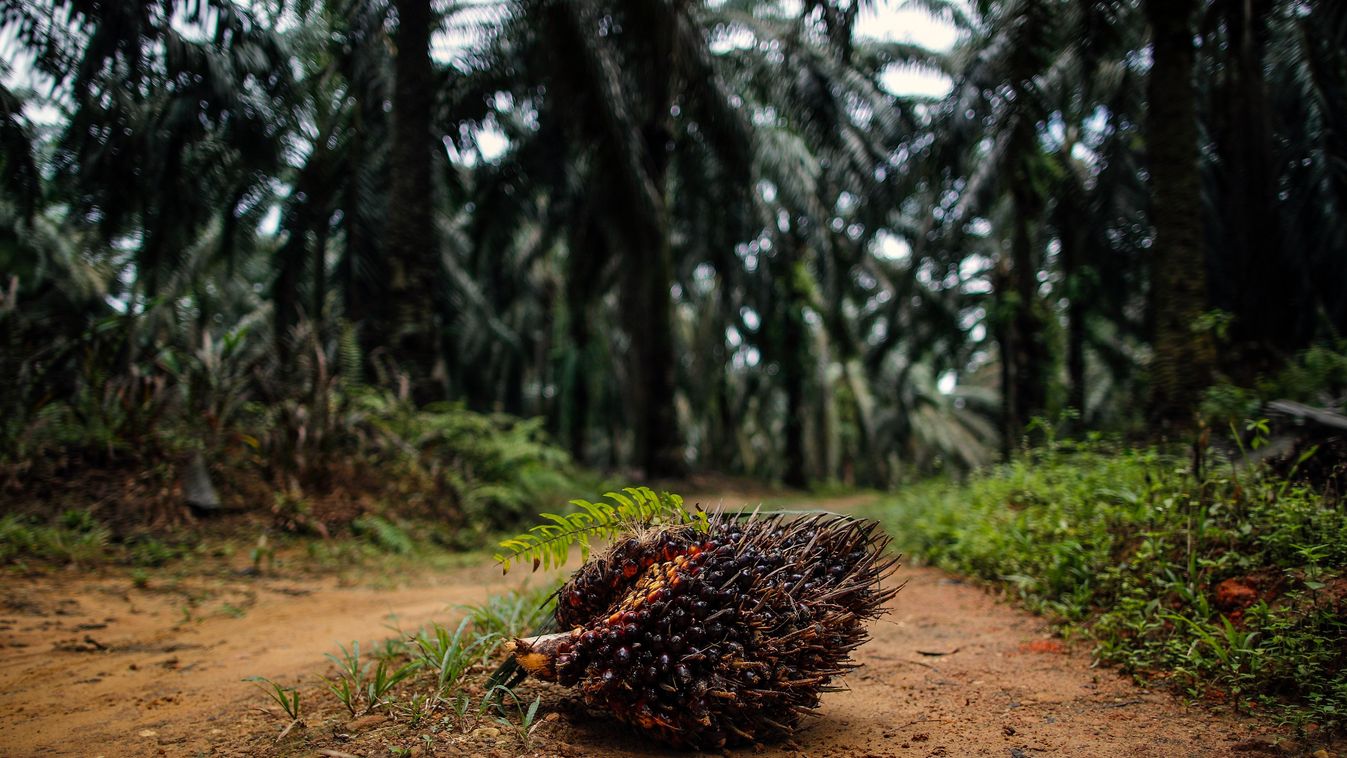 Tavaly világszerte 4,3 millió hektár esőerdő tűnt el