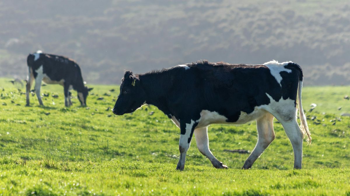 Halálra tapostak egy nőt a tehenek Ausztriában