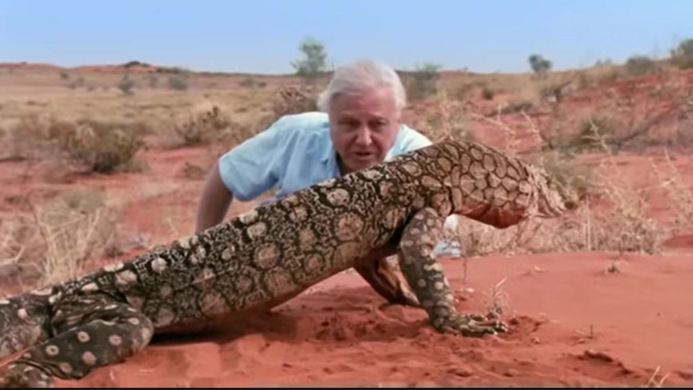 Páratlan életpálya: 100 éves David Attenborough