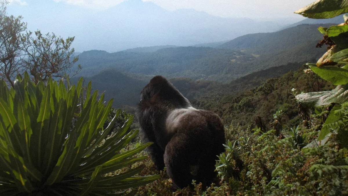 David Attenborough: Gorillák között
