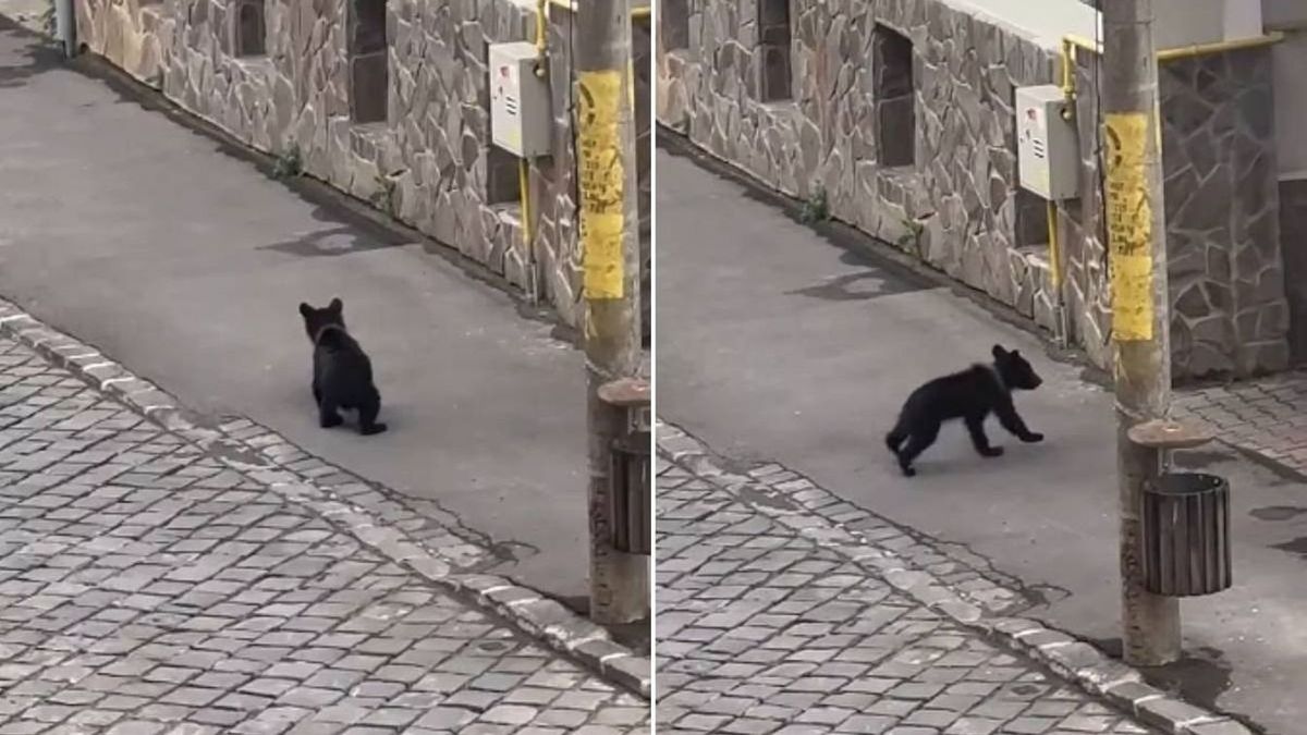 Cukiságbomba robbant Erdélyben: medvebocs látogatta meg Székelyudvarhely központját (VIDEÓ)