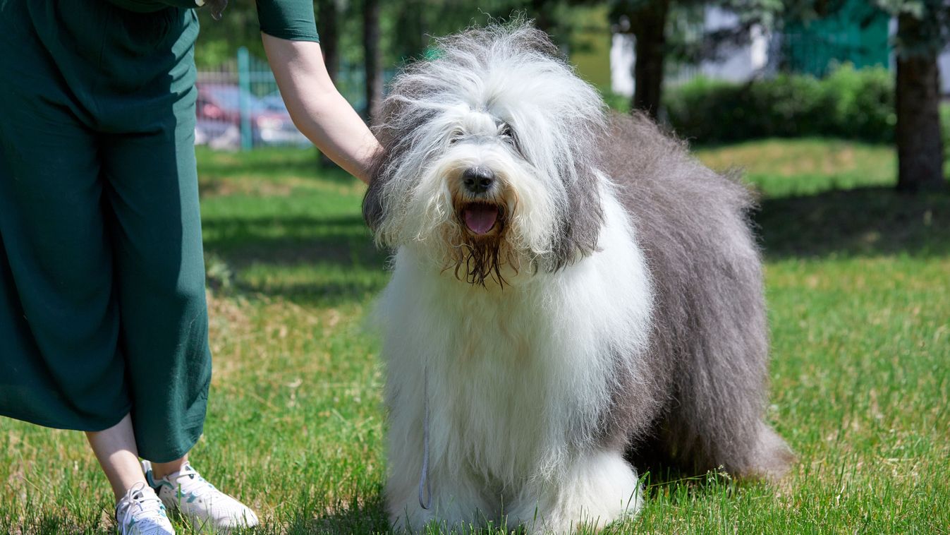 Magyar tulajdonú bobtail lett a világ legszebb kutyája Bolognában