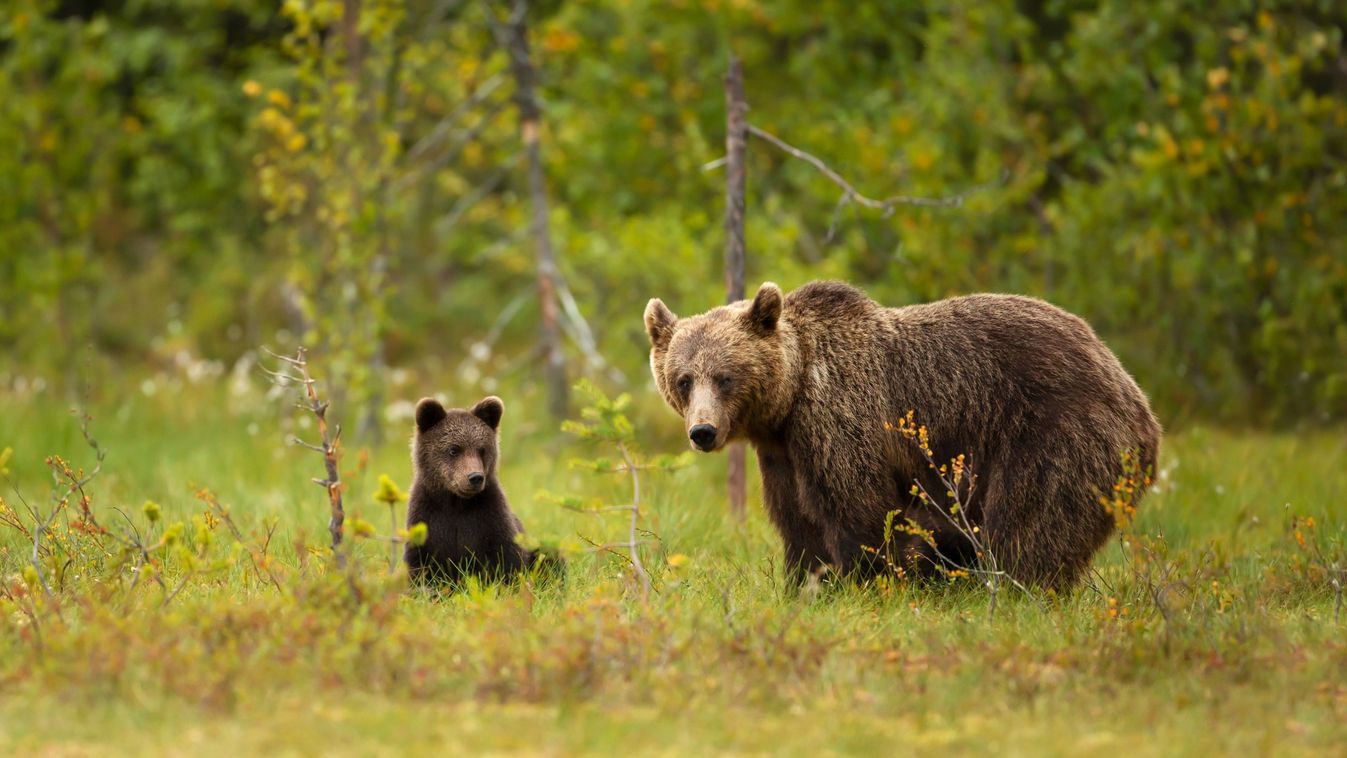 Medvéket láttak az Aggteleki Nemzeti Park területén