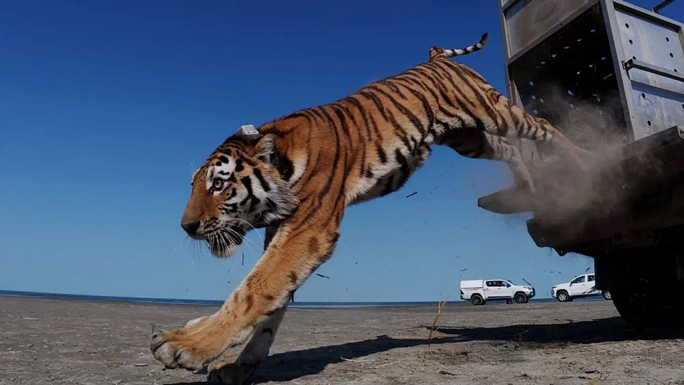 Visszatért a&nbsp;tigris Kazahsztánba